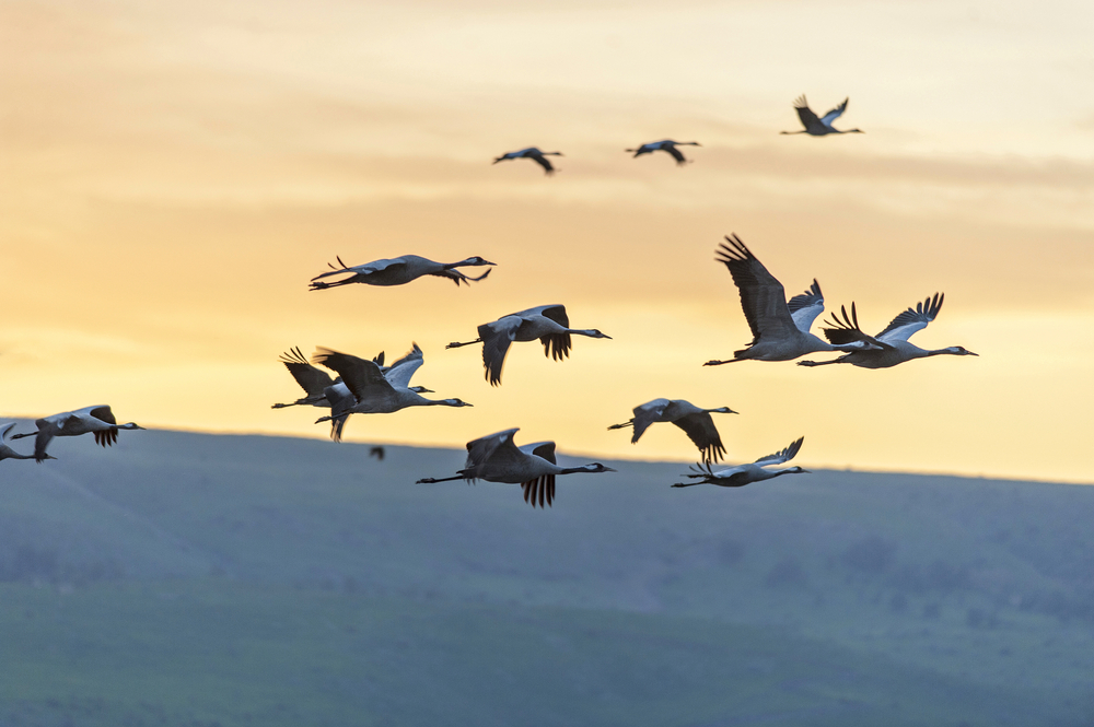 Перелетные птицы держат курс на озеро Хула