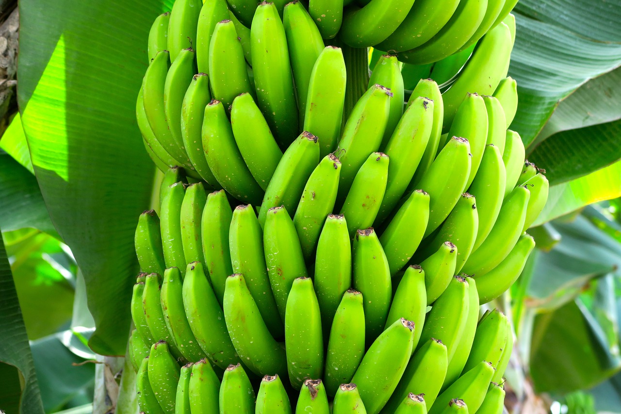 Бананы c научным уклоном