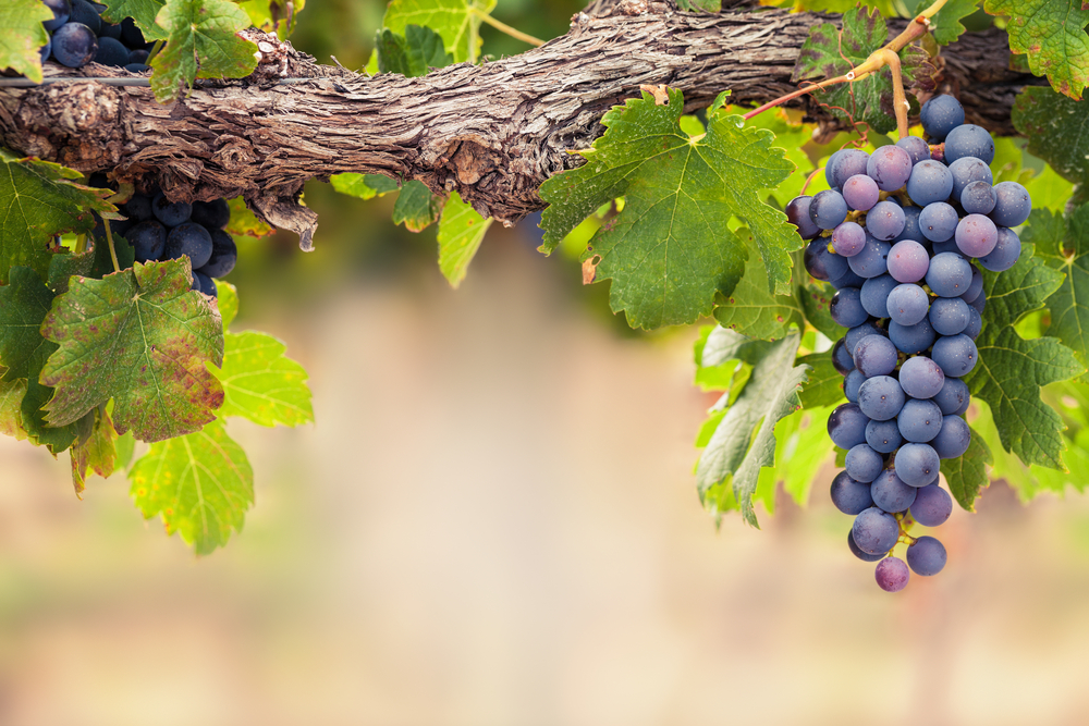 В Израиле возродили библейские сорта винограда