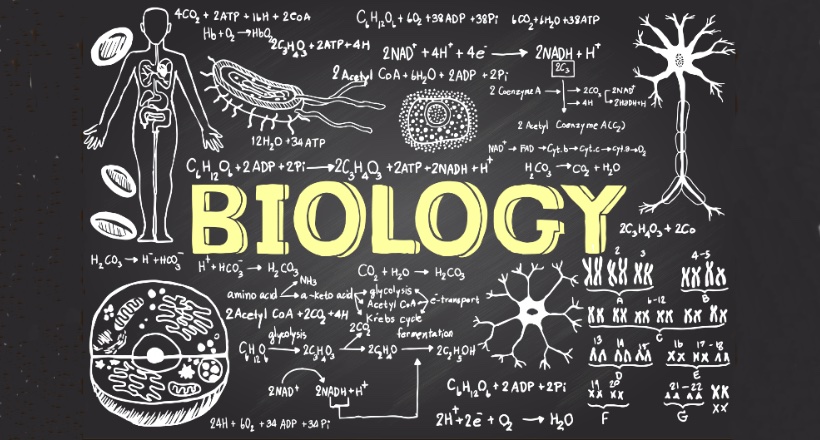 Israeli schoolchildren won 4 medals at the International Biology Olympiad